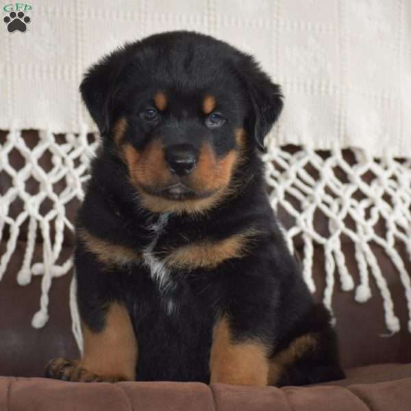 Ajax, Rottweiler Mix Puppy